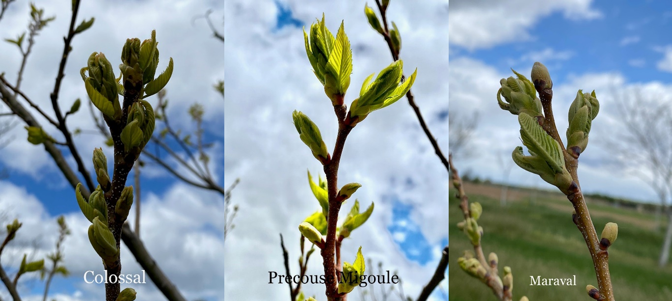Three different chestnut plants at bud stage.